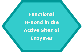 Hexagon: FunctionalH-Bond in the Active Sites of Enzymes